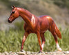 Coppery Chestnut Thoroughbred